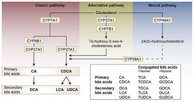 Bile Acid Signaling Pathways from the Enterohepatic Circulation to the Central Nervous System